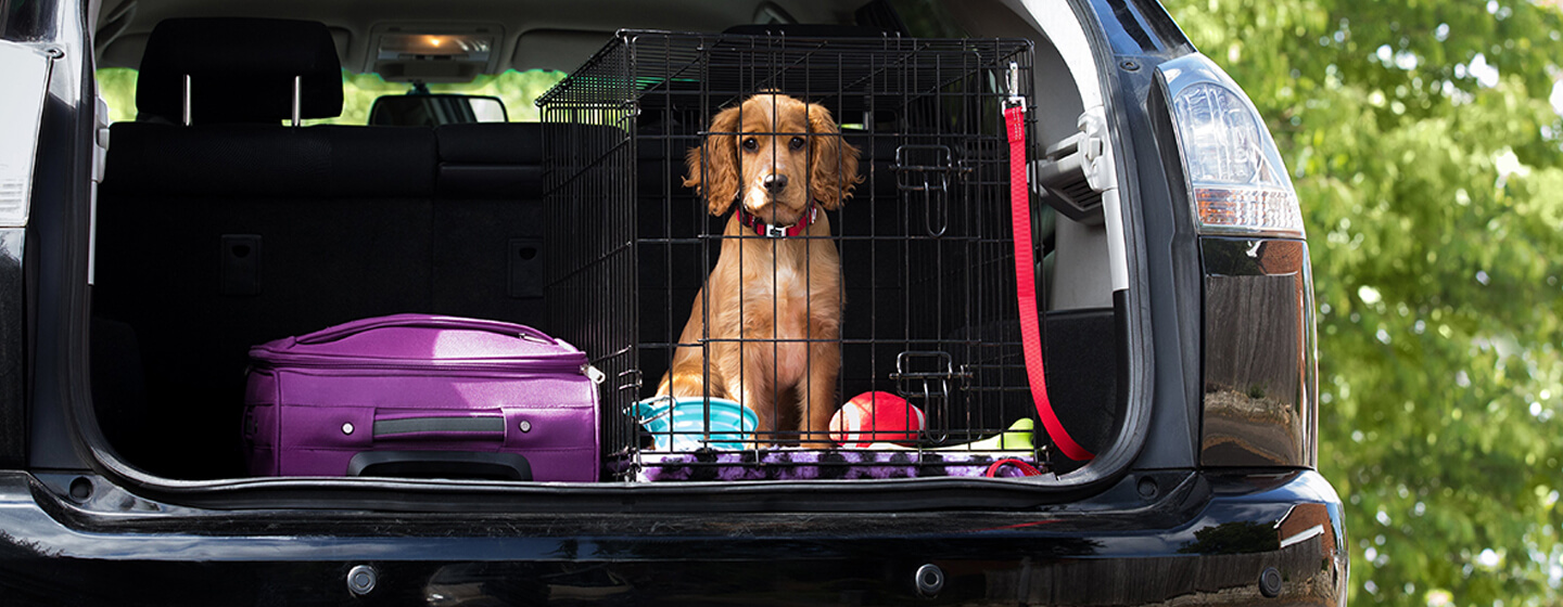 Dog safety store in car boot